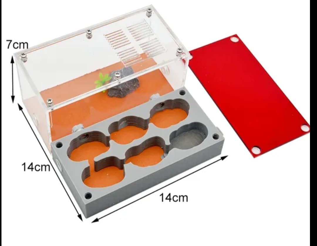 MINI DIY Nocturnal Gypsum + Fine Sand Ant Farm Build + Water Your Own Nest! (Multiple Crawl Spaces) Great Gift Limited Edition Lab Grade! A+